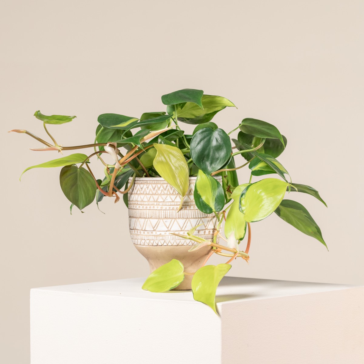 Philodendron scandens 'Brasil' | The Palm Centre