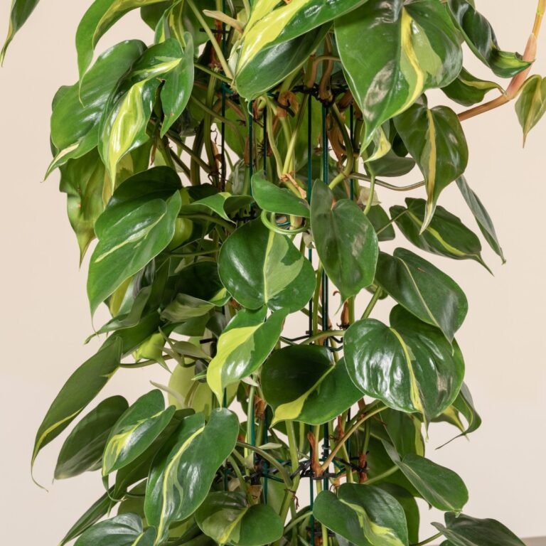 Philodendron scandens 'Brasil' | The Palm Centre