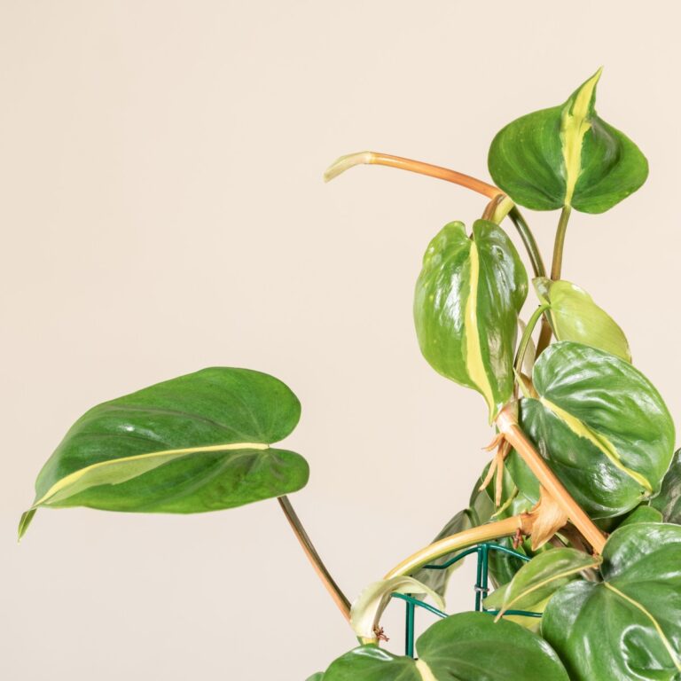 Unlock the Secret to Lush, Full Vining Houseplants: How to Make Your  Monstera, Scindapsus, and Philodendron Branch Like Crazy! | The Palm Centre