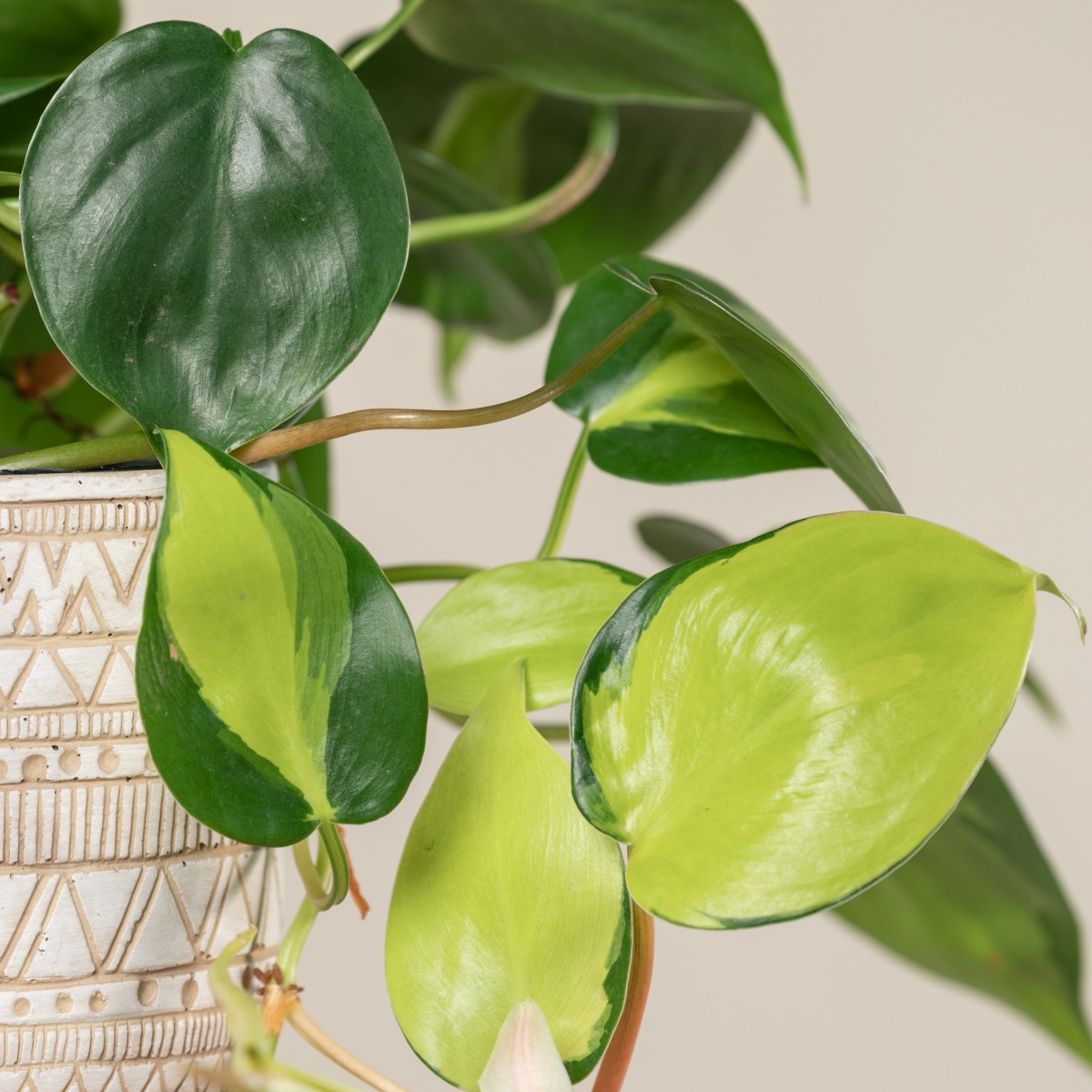 Philodendron scandens 'Brasil' | The Palm Centre