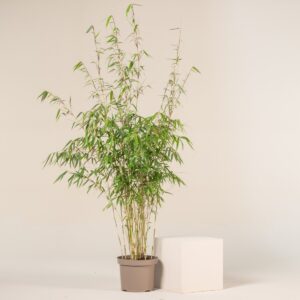 Fargesia robusta 'Pingwu'