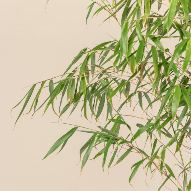 Fargesia robusta 'Pingwu'