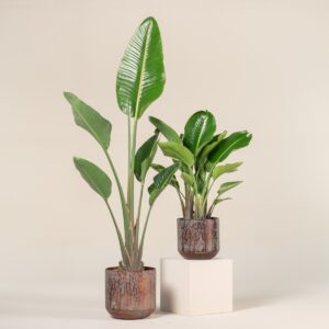 Strelitzia augusta