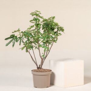 Ficus carica 'Brown Turkey'