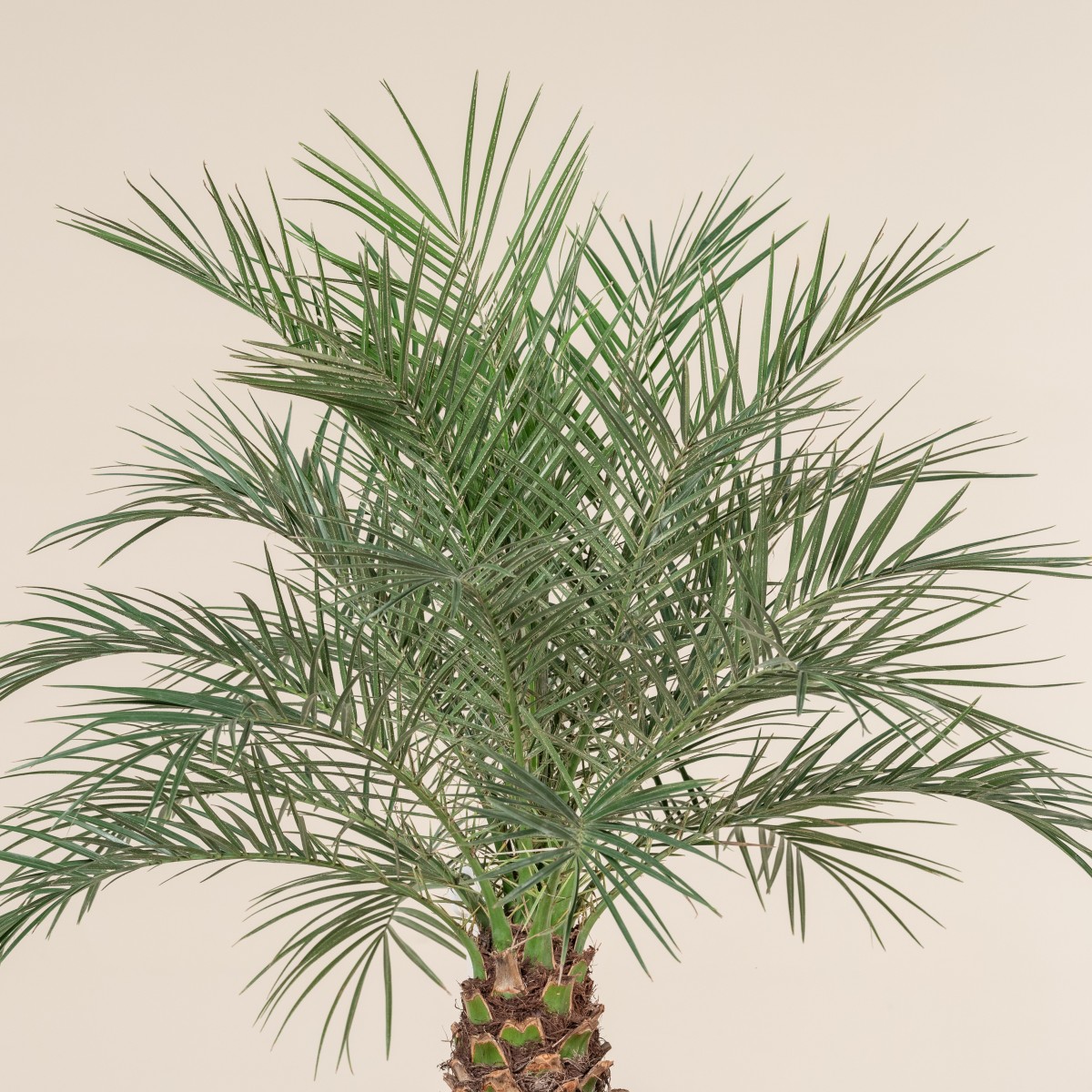 Phoenix Roebelenii Pygmy Date Palm - Live Plant in a 10 Inch Growers Pot - Phoenix Roebelenii - Beautiful Clean outlet Air Indoor Outdoor Houseplnt