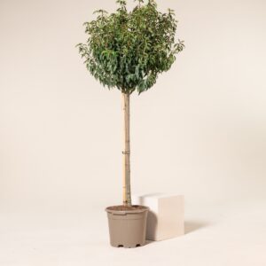 Prunus lusitanica 'Angustifolia' - Standard