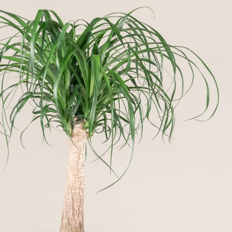 Beaucarnea recurvata