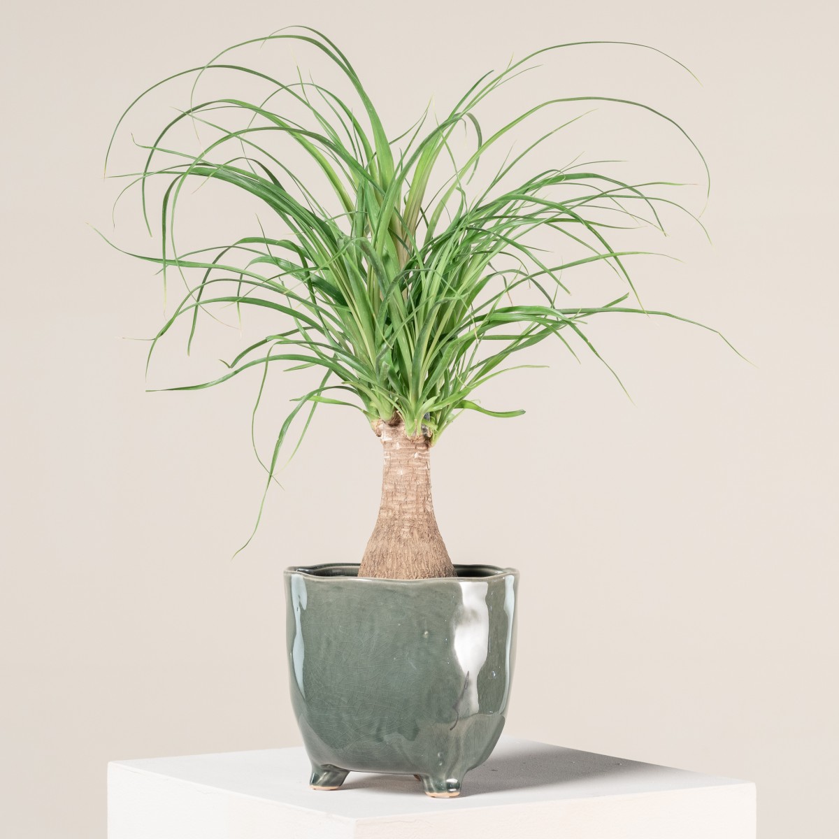 Beaucarnea recurvata