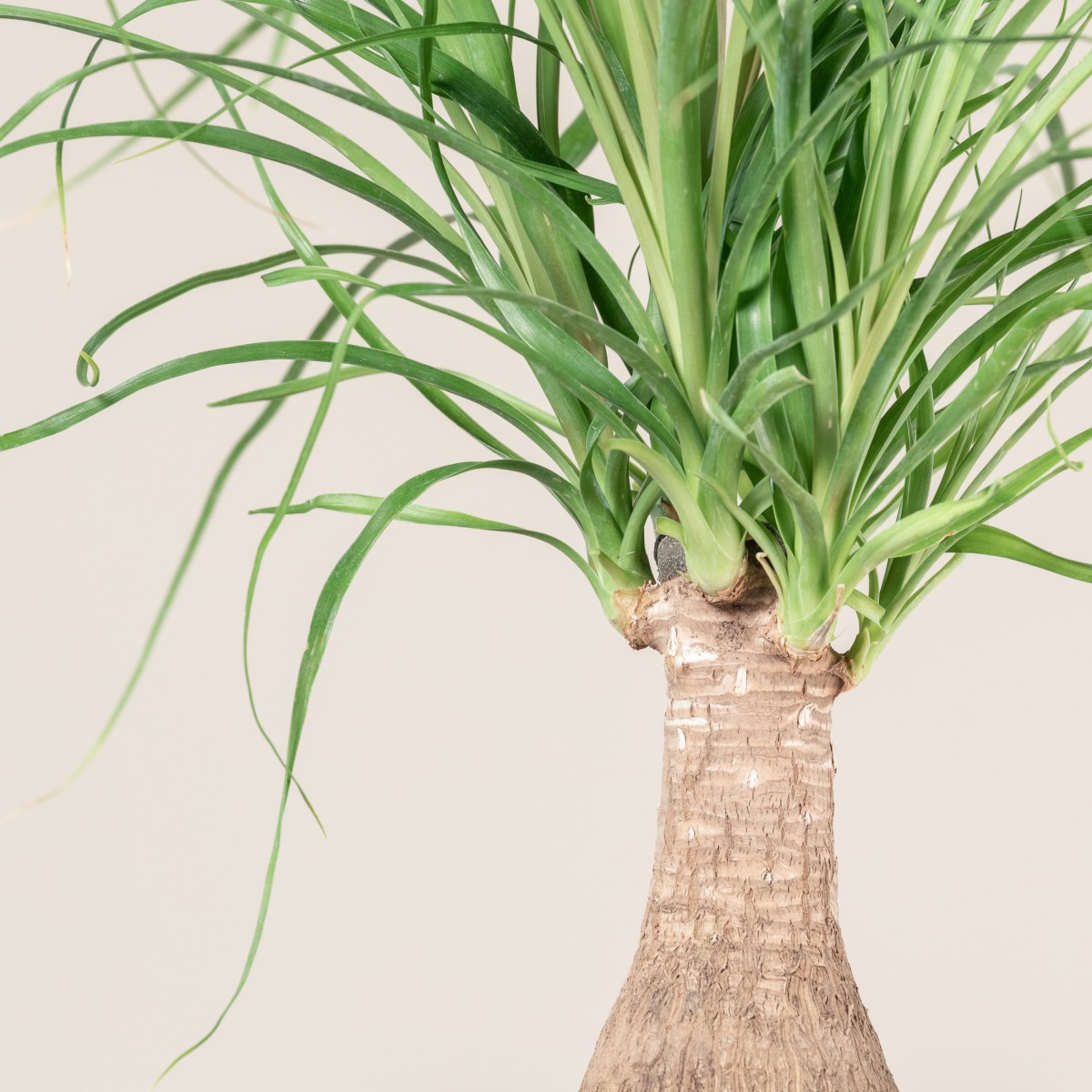 Beaucarnea recurvata