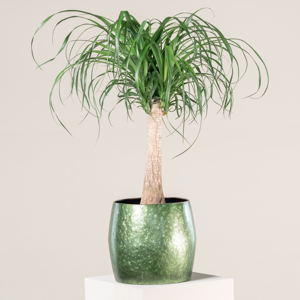 Ponytail palm tree discount