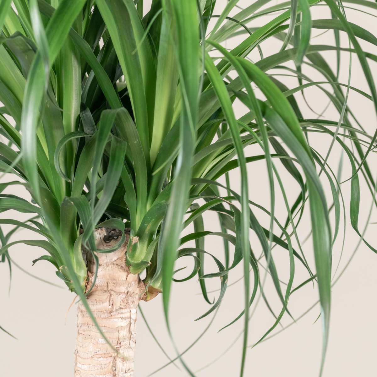 Beaucarnea recurvata