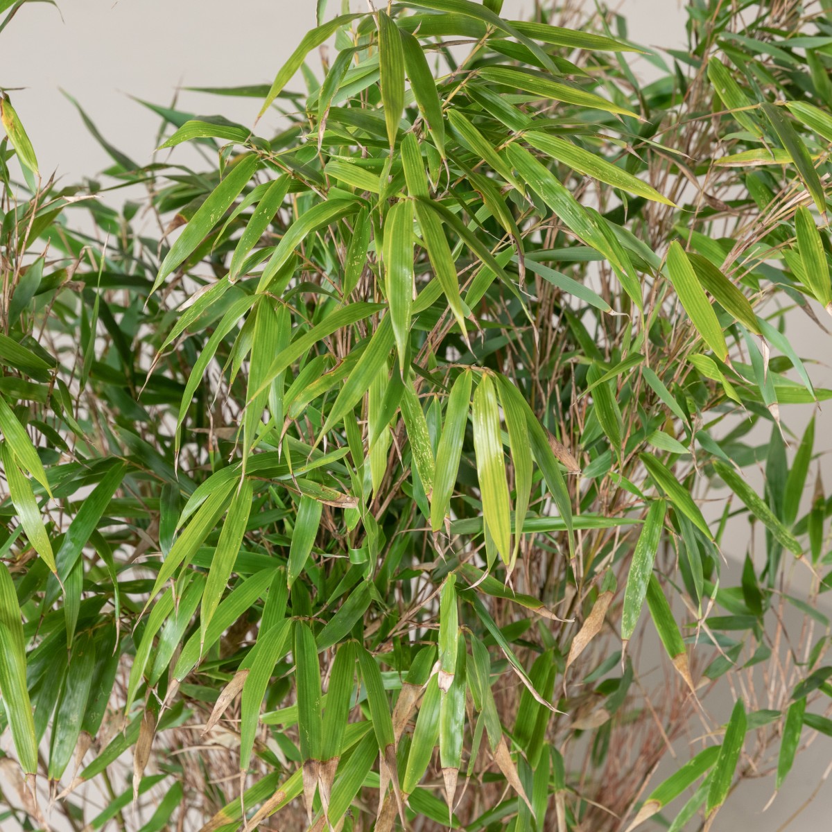 Fargesia robusta 'Wenchuan' | The Palm Centre