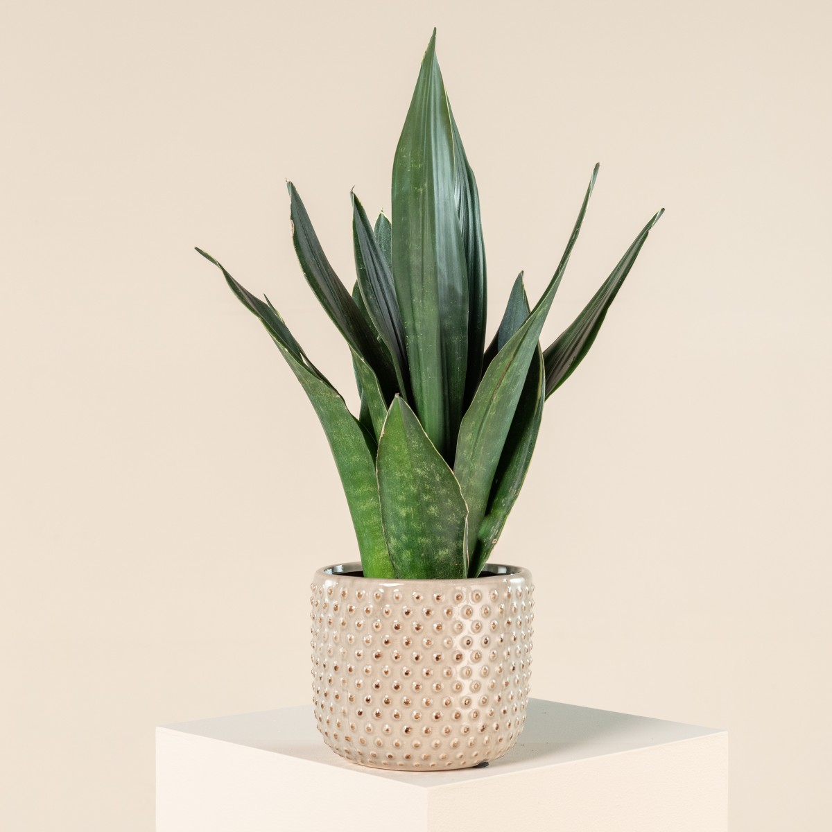 Sansevieria trifasciata 'Black Diamond' | The Palm Centre