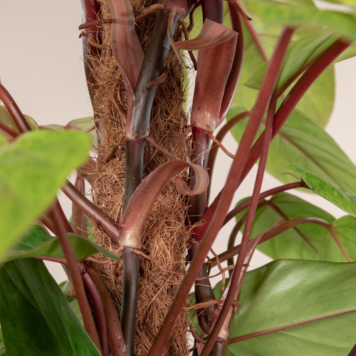 Philodendron 'Painted Lady'