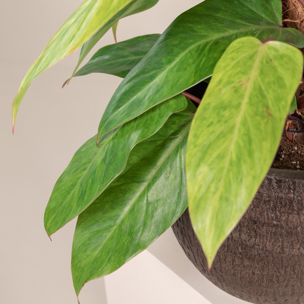 Philodendron 'Painted Lady'