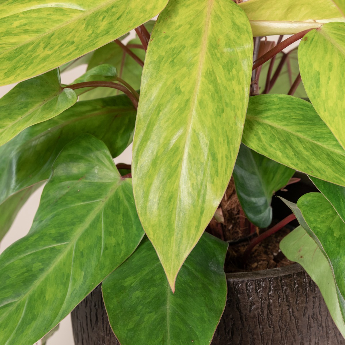 Philodendron 'Painted Lady' | The Palm Centre