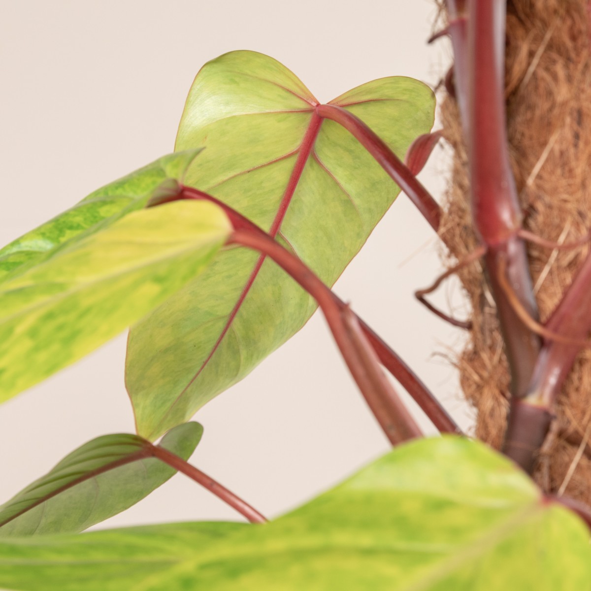 Philodendron 'Painted Lady'