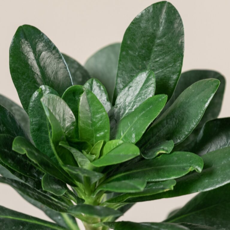 Euphorbia amygdaloides 'Robbiae'