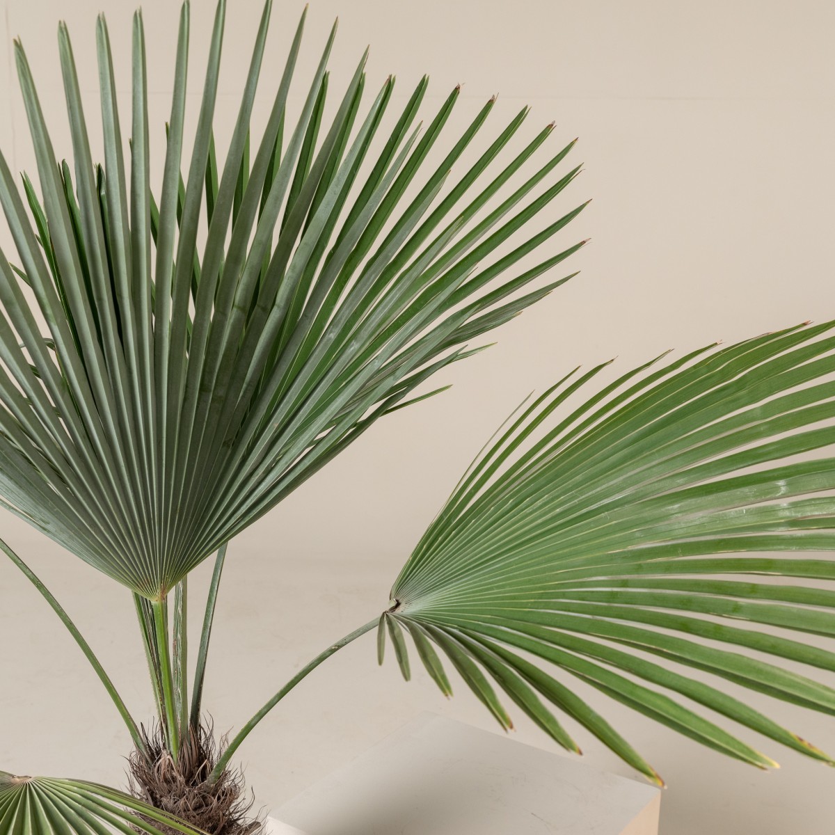 Trachycarpus princeps