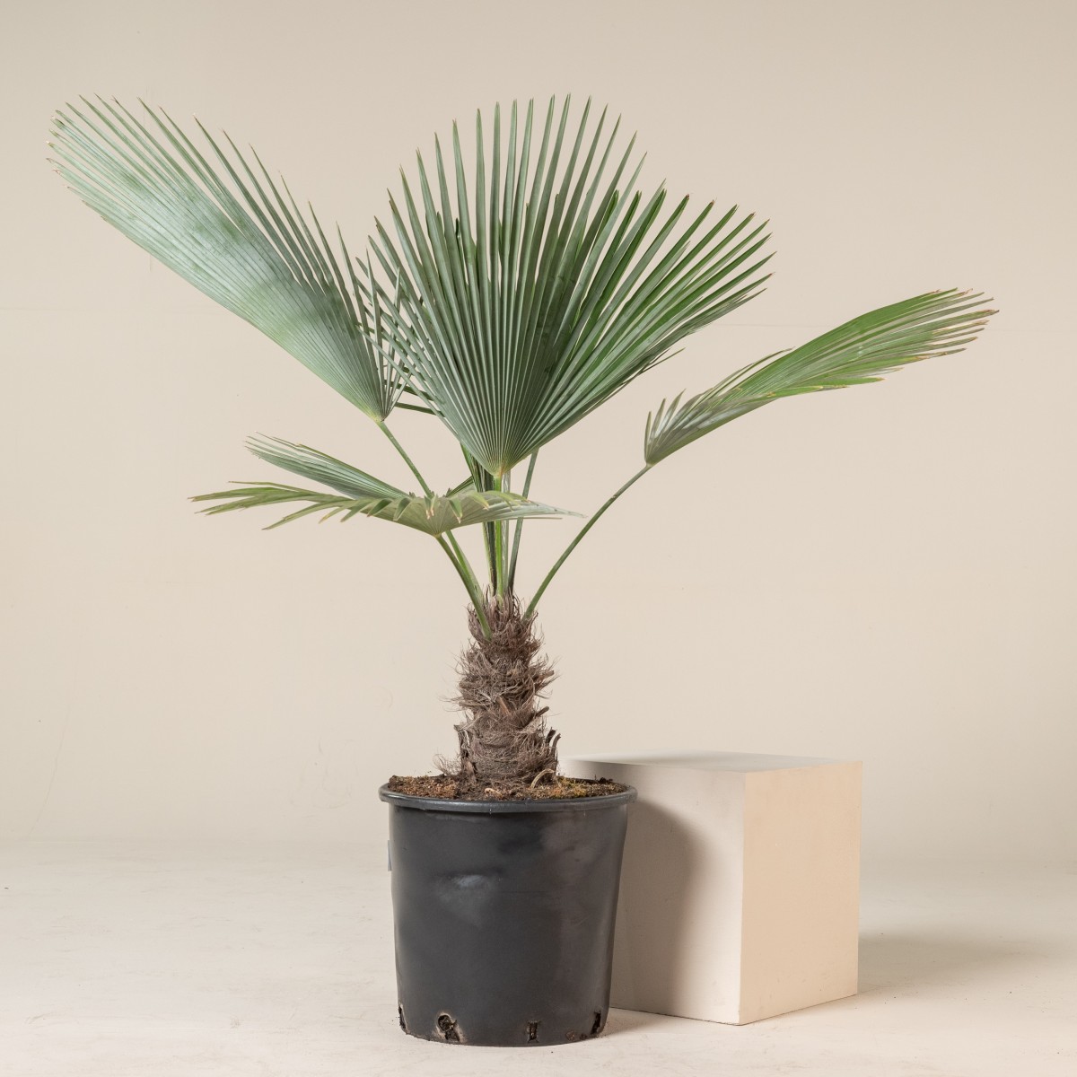 Trachycarpus princeps