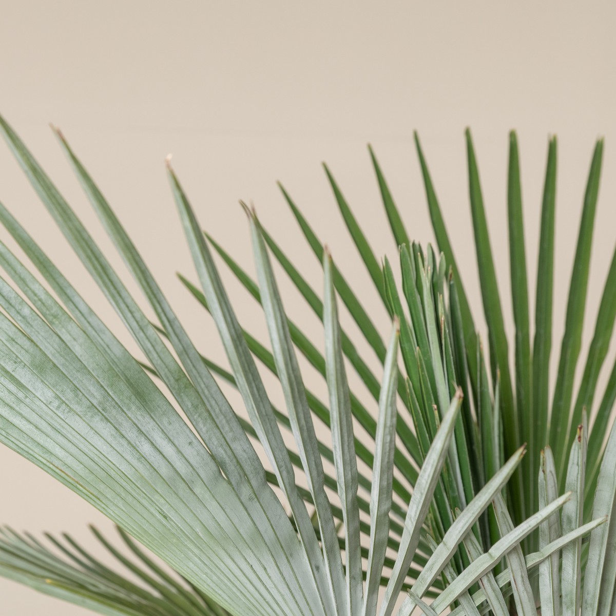 Trachycarpus princeps