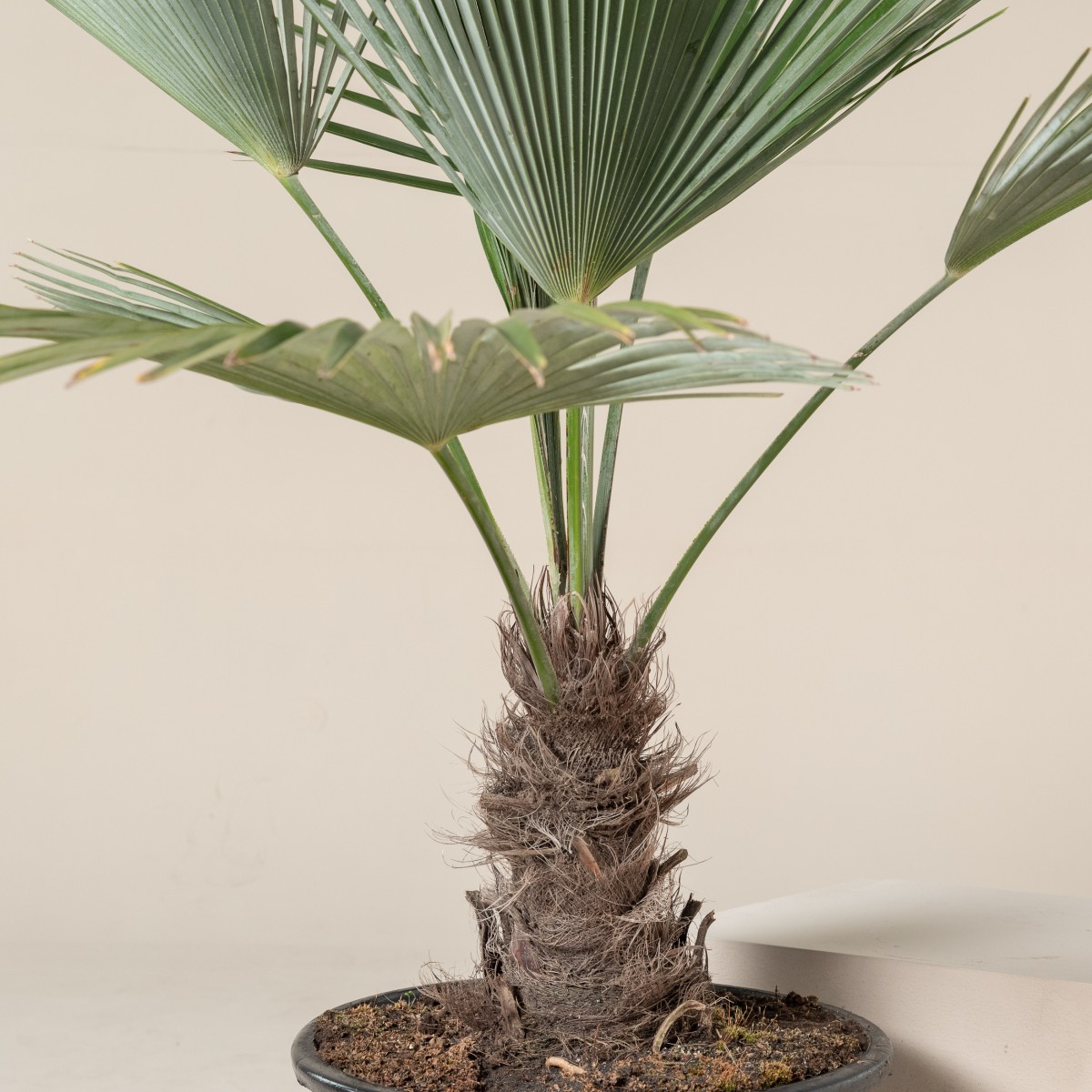 Trachycarpus princeps