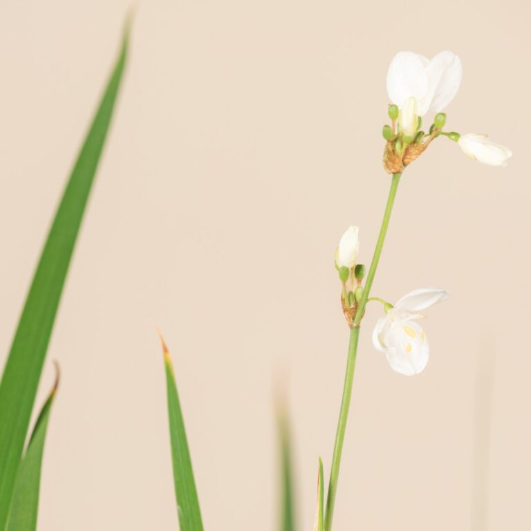 Libertia grandiflora