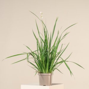 Libertia grandiflora
