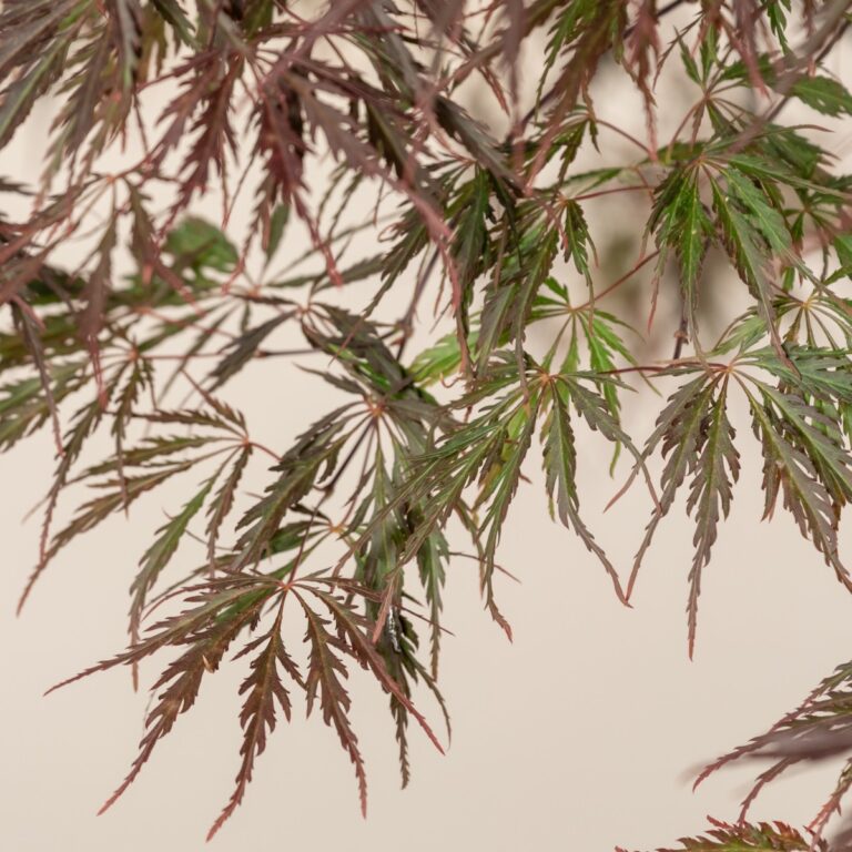 Acer palmatum dissectum Inaba Shidare