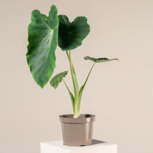 Colocasia esculenta 'Jack's Giant'
