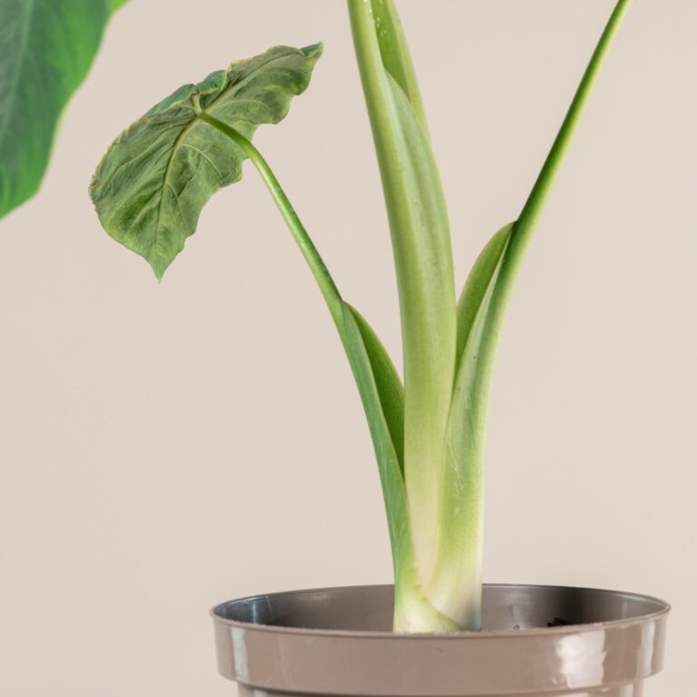 Colocasia esculenta 'Jack's Giant'