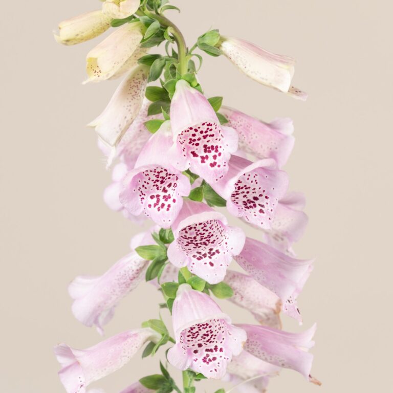 Going Native: Plants that Belong