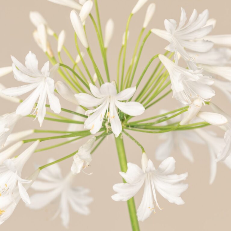 Agapanthus africanus 'Albus'