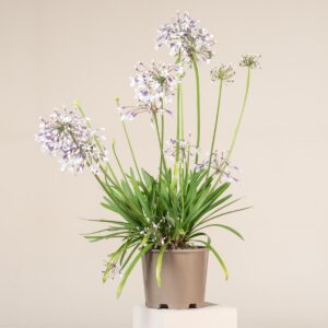 Agapanthus africanus 'Twister'