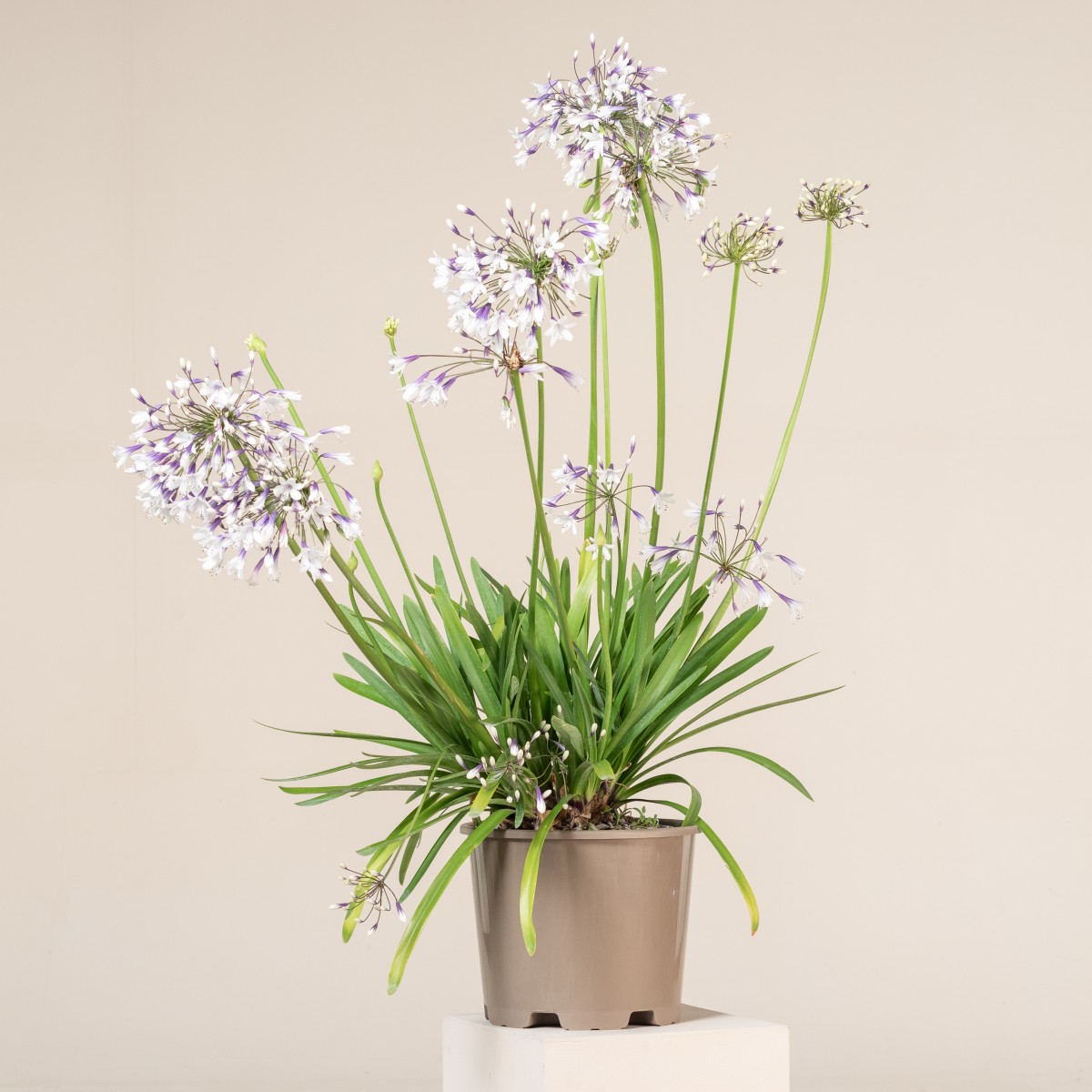 Agapanthus africanus 'Twister'