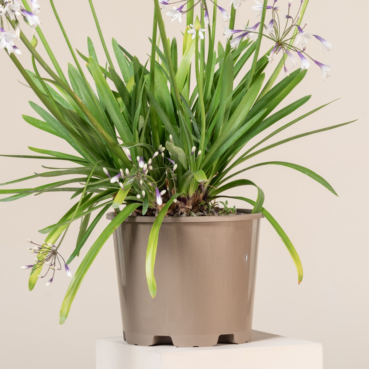 Agapanthus africanus 'Twister'