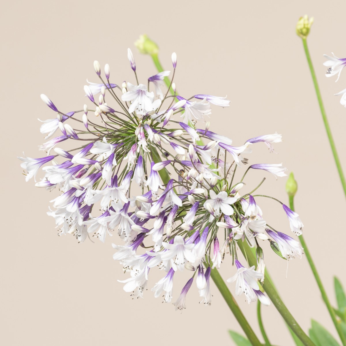 Agapanthus africanus 'Twister'