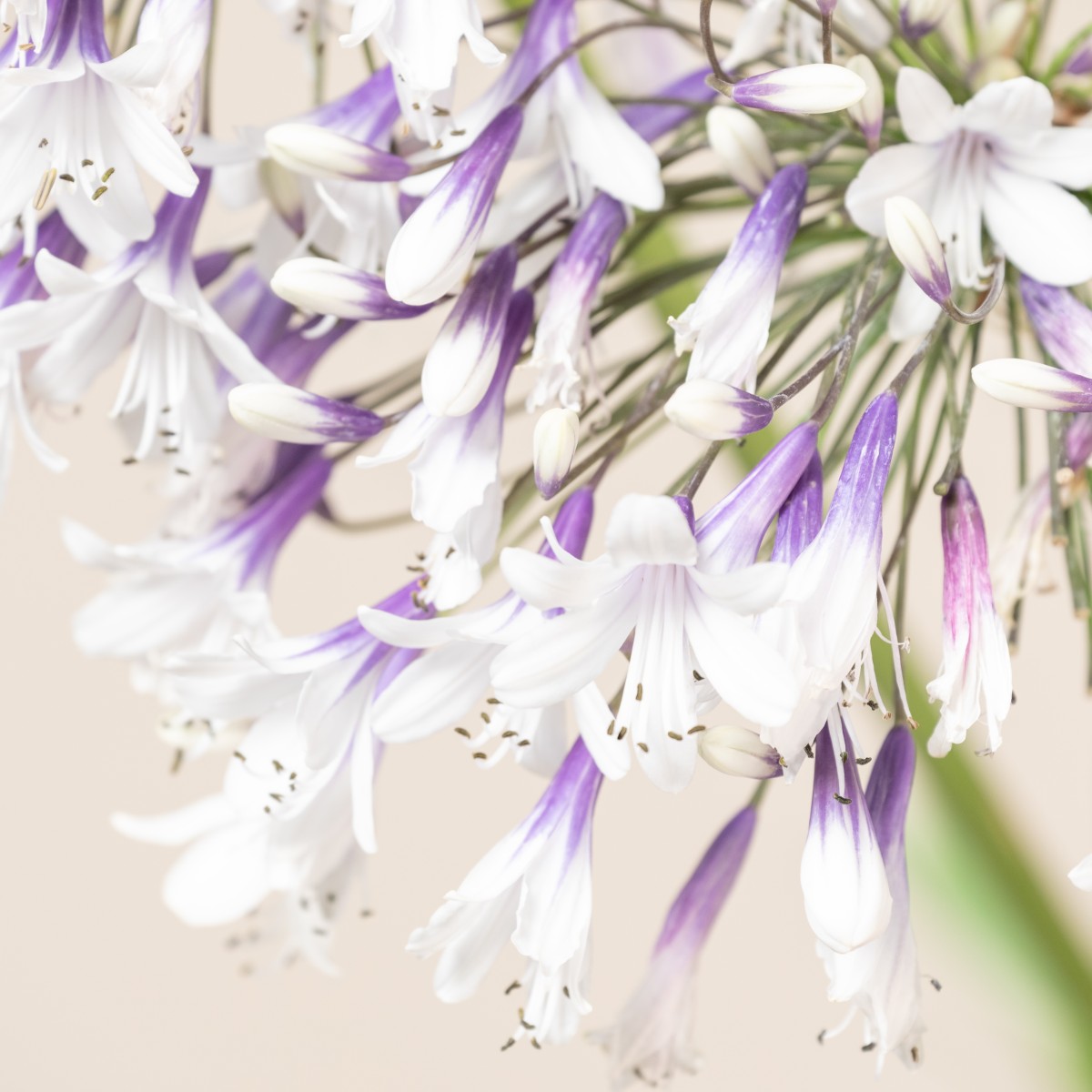 Agapanthus africanus 'Twister'