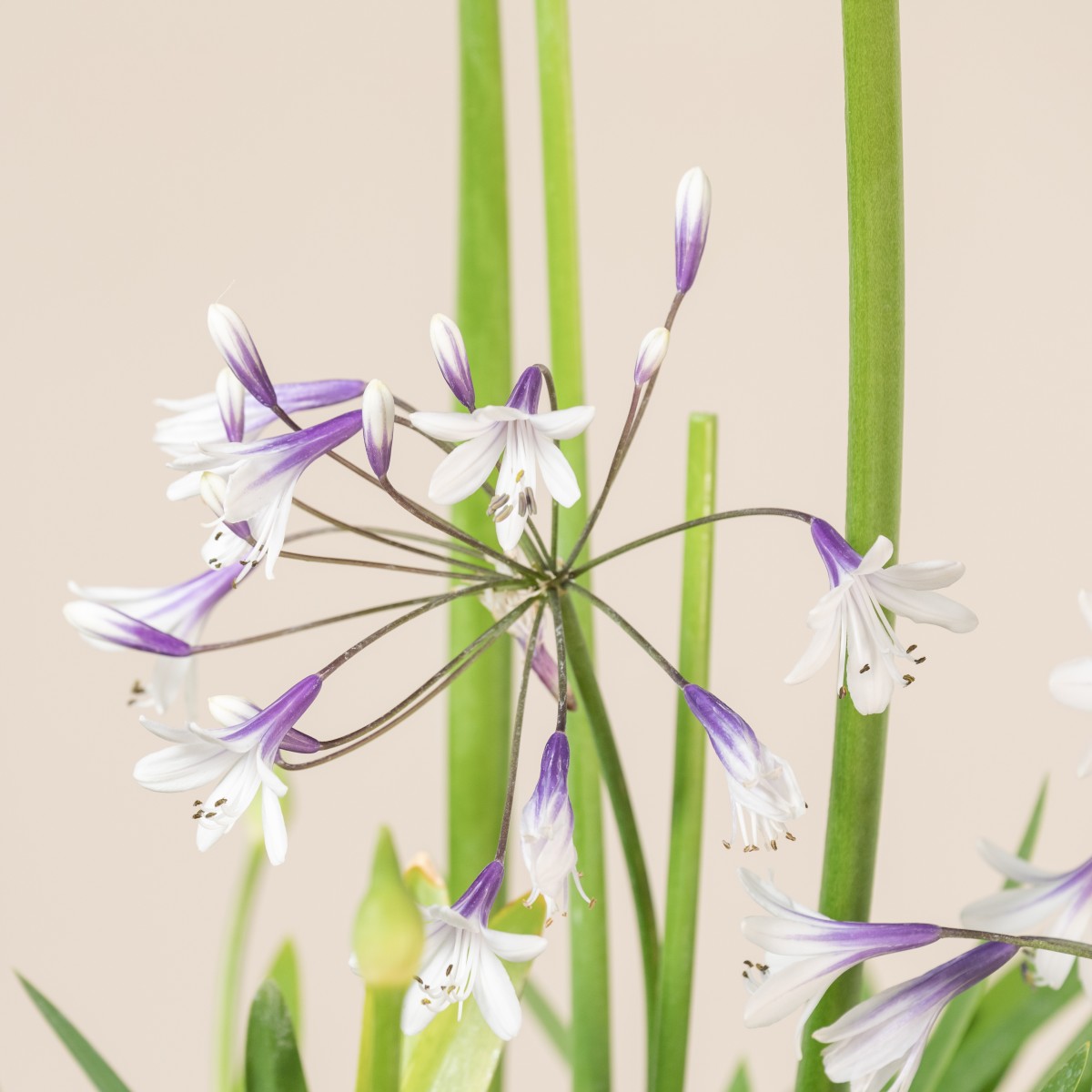 Agapanthus africanus 'Twister'