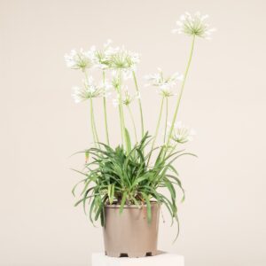 Agapanthus africanus 'Albus'