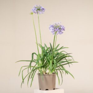 Agapanthus africanus