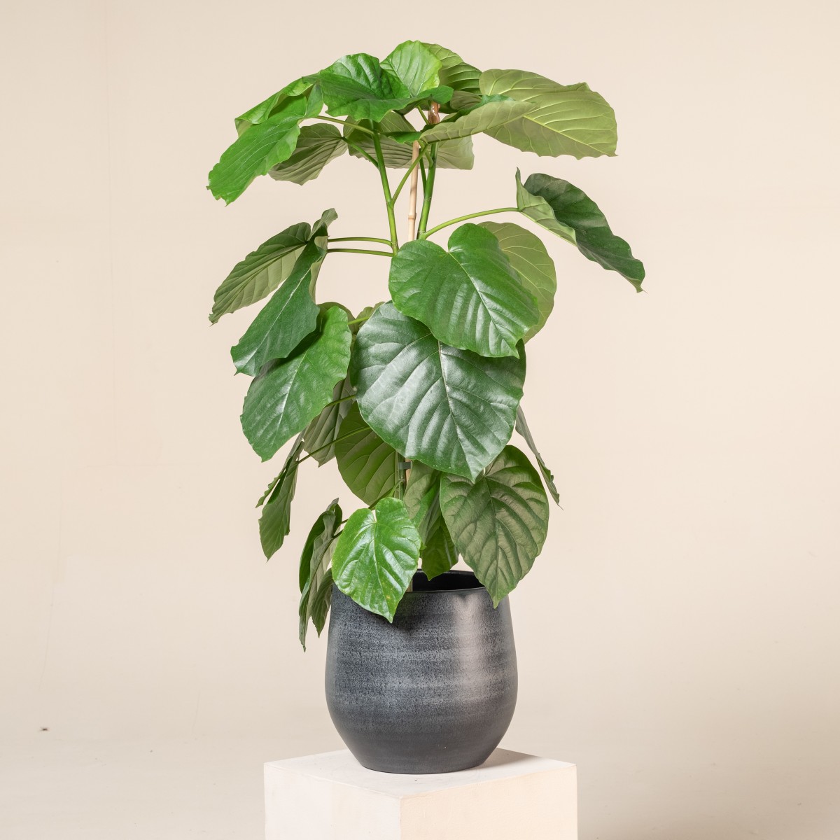 shiso leaf plant Shiso (Perilla) - Korean Herb Live Plants
