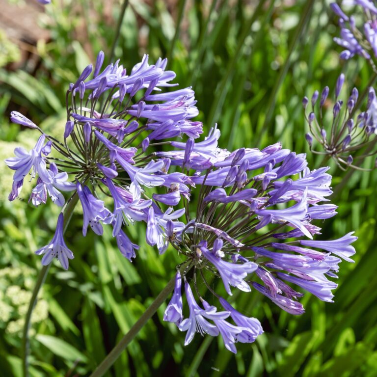 Agapanthus africanus