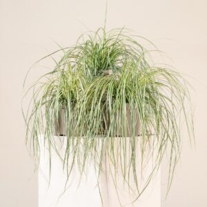 Carex oshimensis 'Evergold'