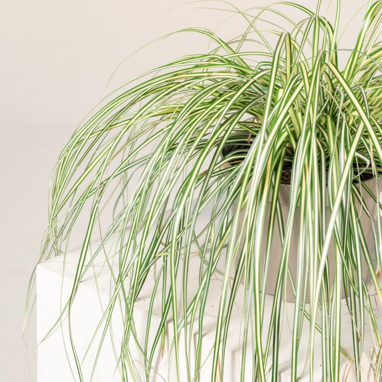 Carex oshimensis 'Evergold'