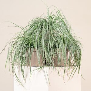 Carex oshimensis 'Everest'