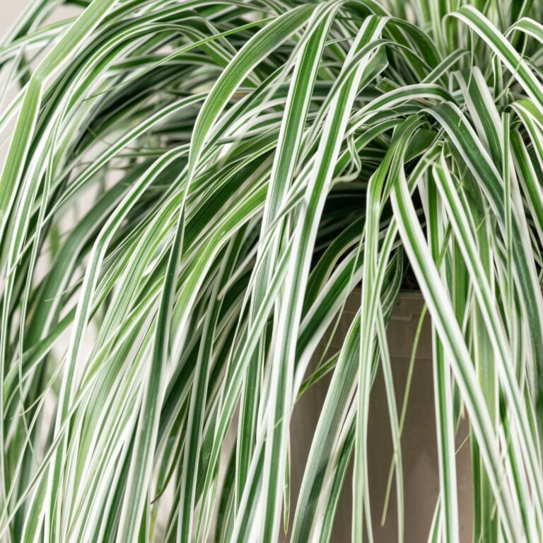 Carex oshimensis 'Everest'