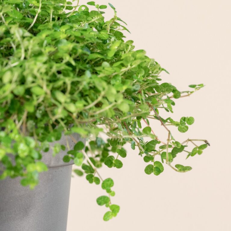 Soleirolia soleirolii