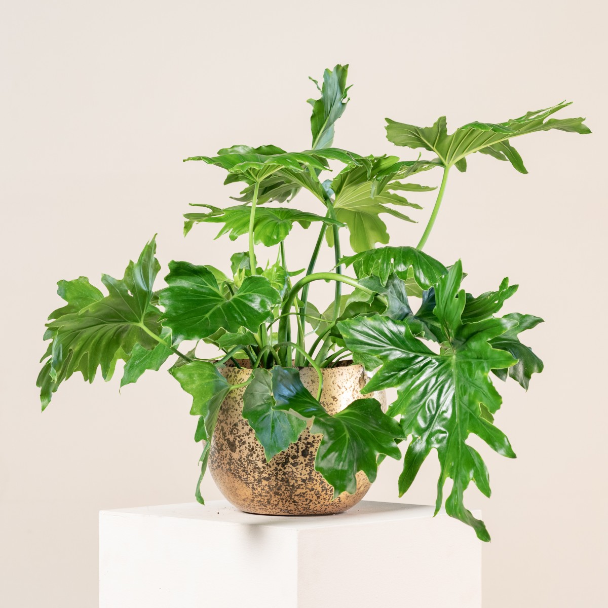Philodendron 'Shangri La' | The Palm Centre
