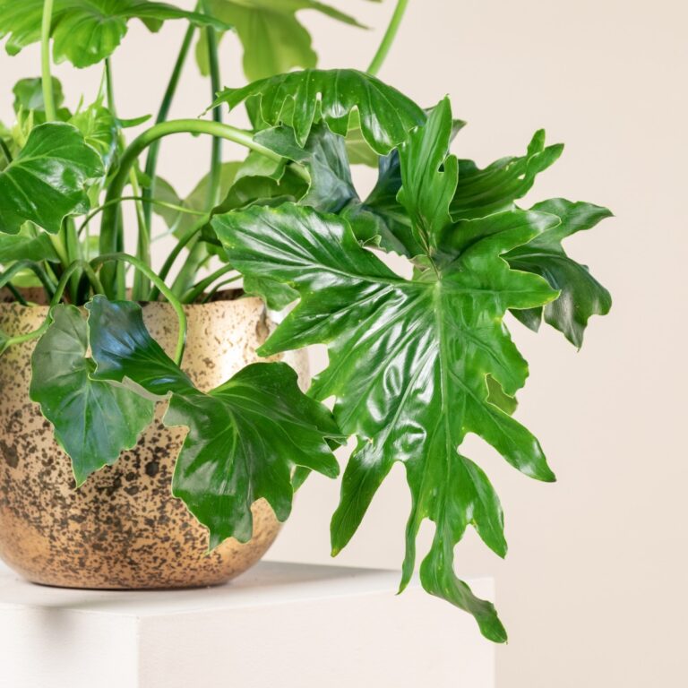 Philodendron 'Shangri La' | The Palm Centre